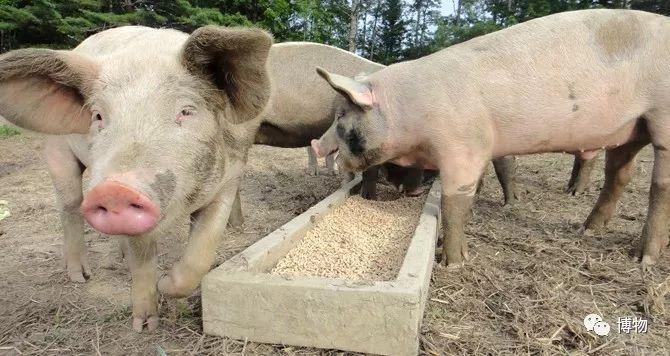 豆粕是难得的高产高蛋白饲料美国,巴西和阿根廷,都是地广人稀,平原