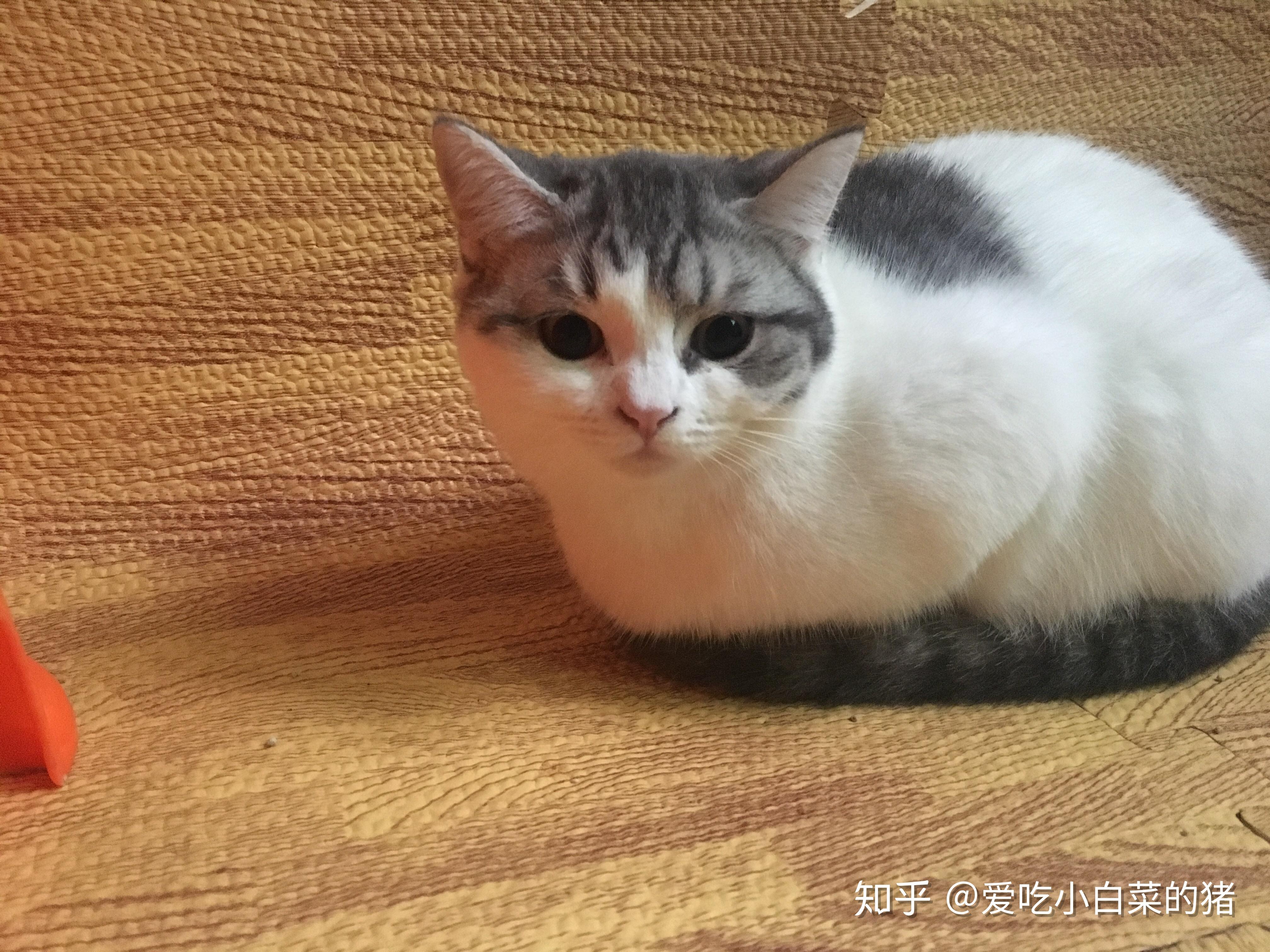 美短净梵猫图片