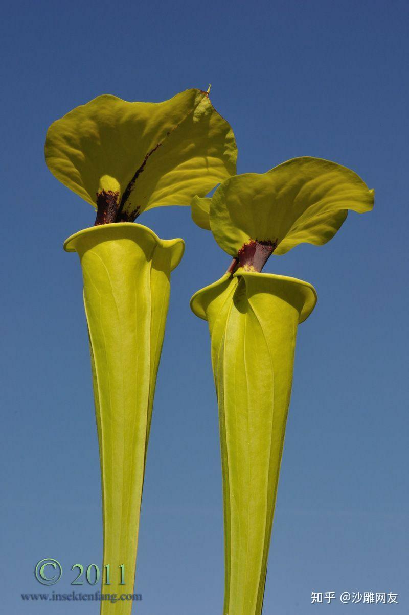 本文章专门介绍黄瓶子草