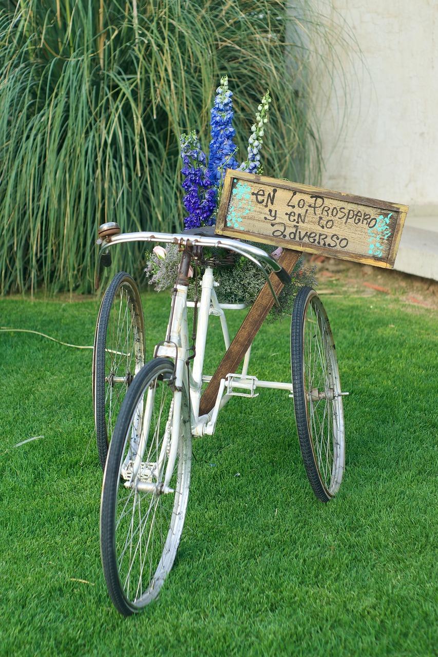 如何修剪凤尾叶