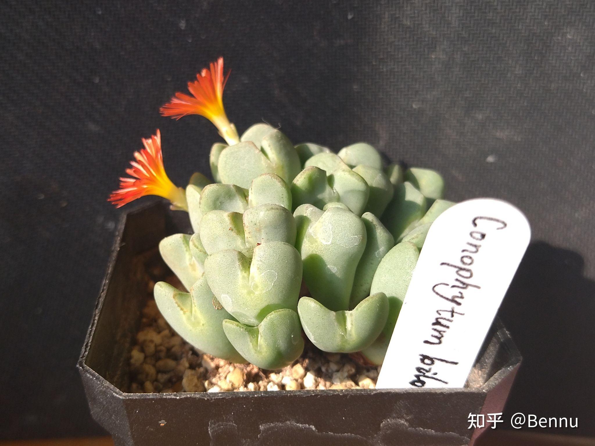 【植物】番杏科肉锥属·少将conophytum bilobum