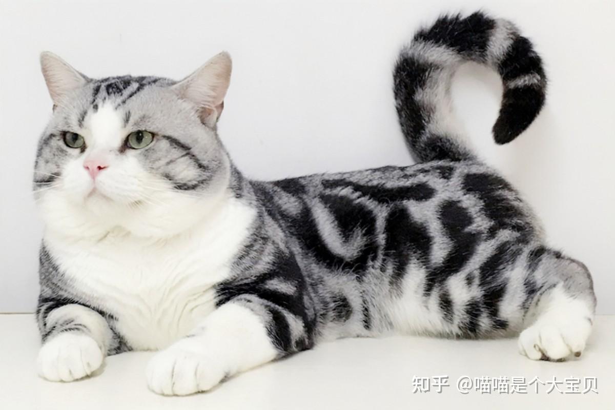 还有人把美短认成狸花猫？八招带你识别 - 知乎