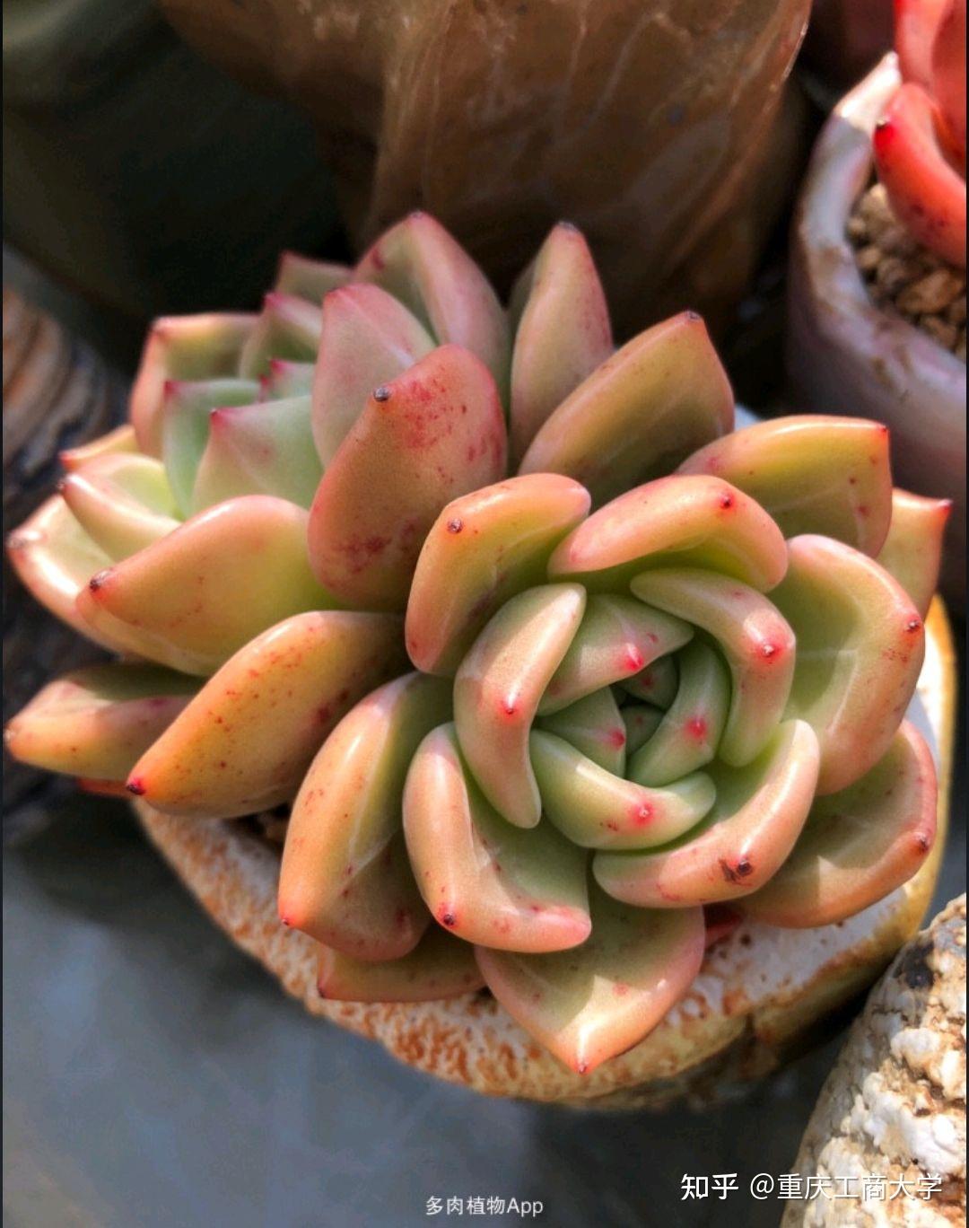 值得推荐的40种多肉34香槟