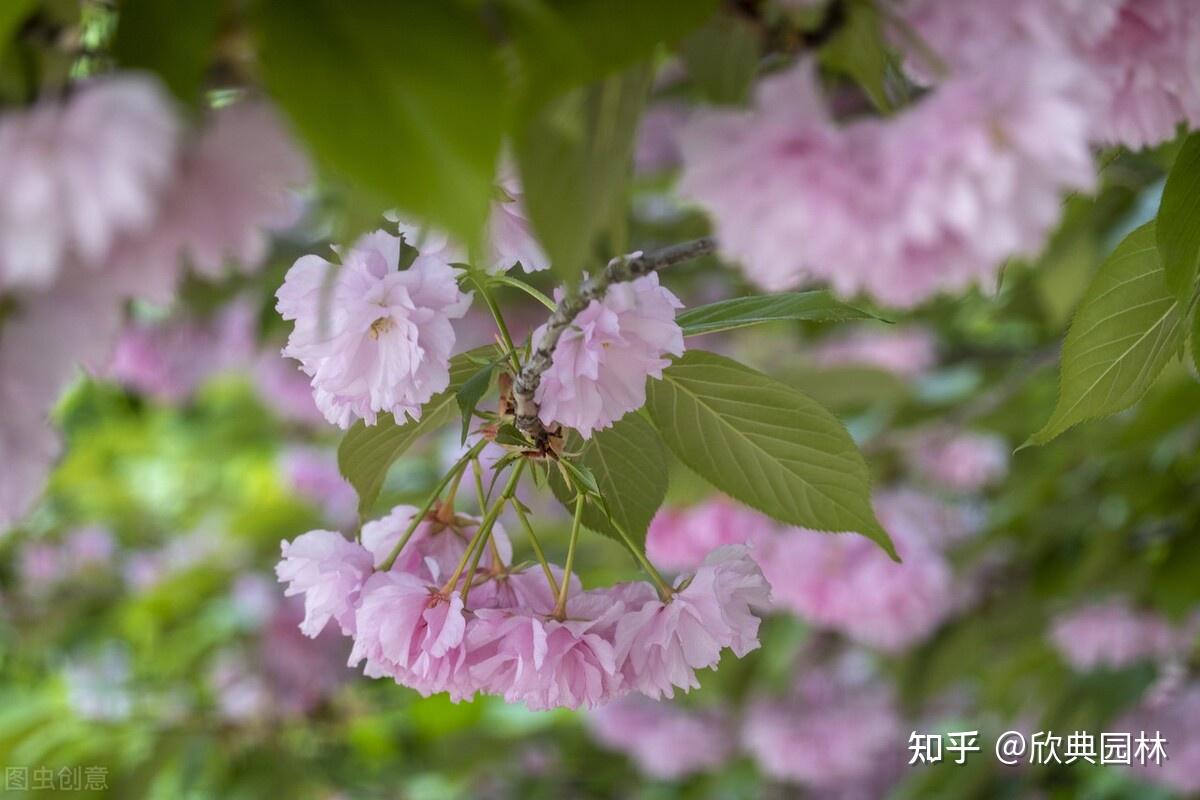 园林植物篇之日本晚樱 - 知乎