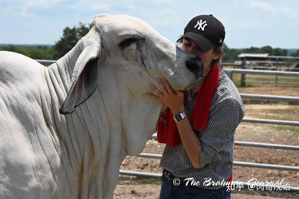 肉奇科普 | 婆罗门牛,传说中的印度神牛