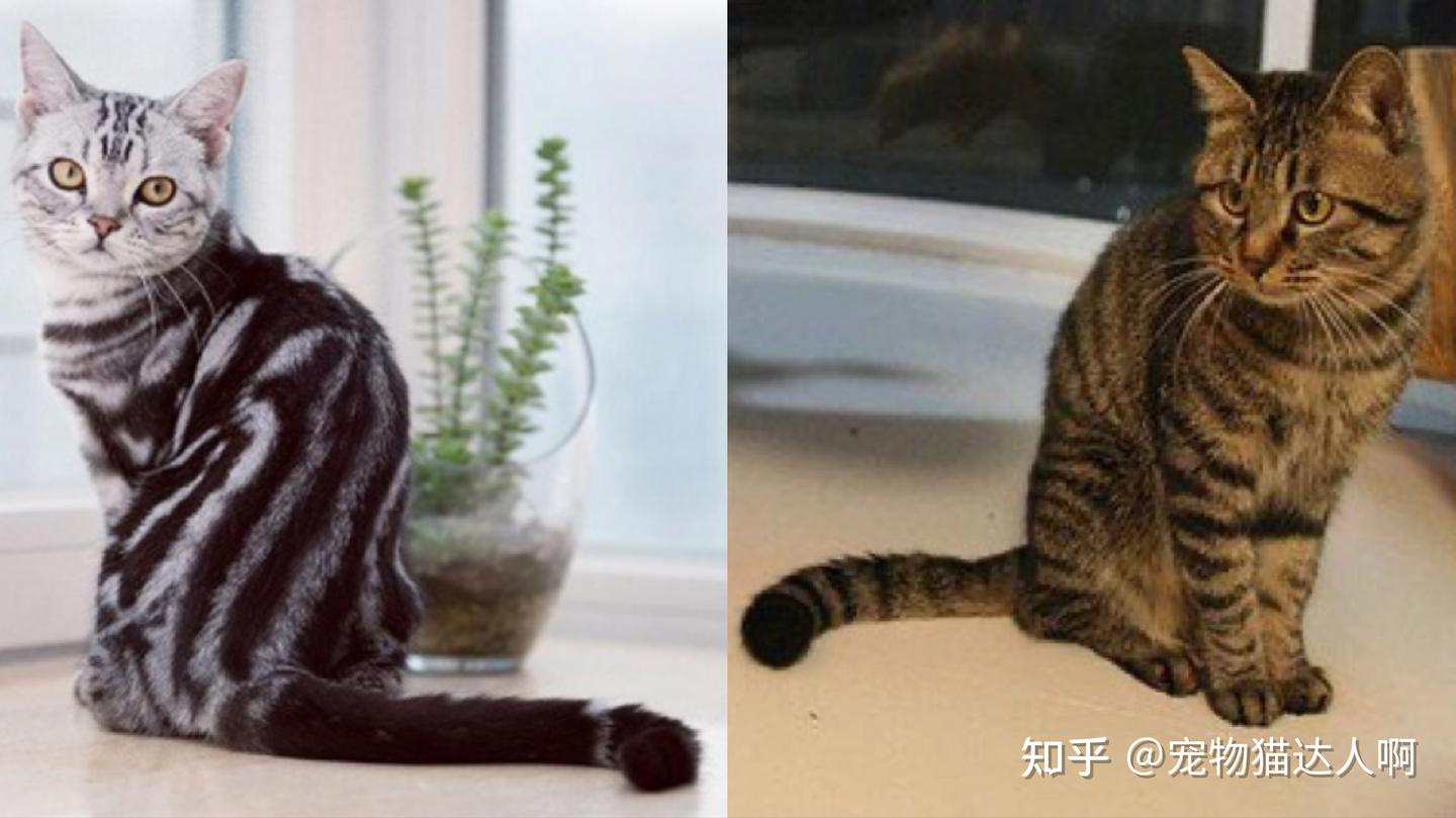 看图识猫：教你区分“美短”和“狸花猫”的不同之处！ - 知乎