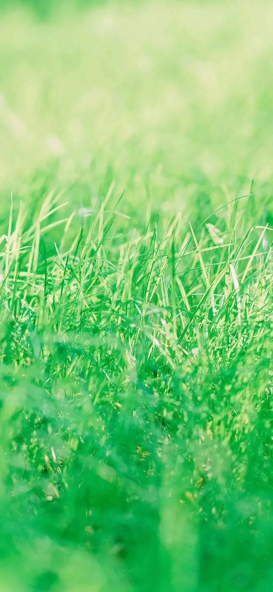 一组超好看的绿色清新壁纸