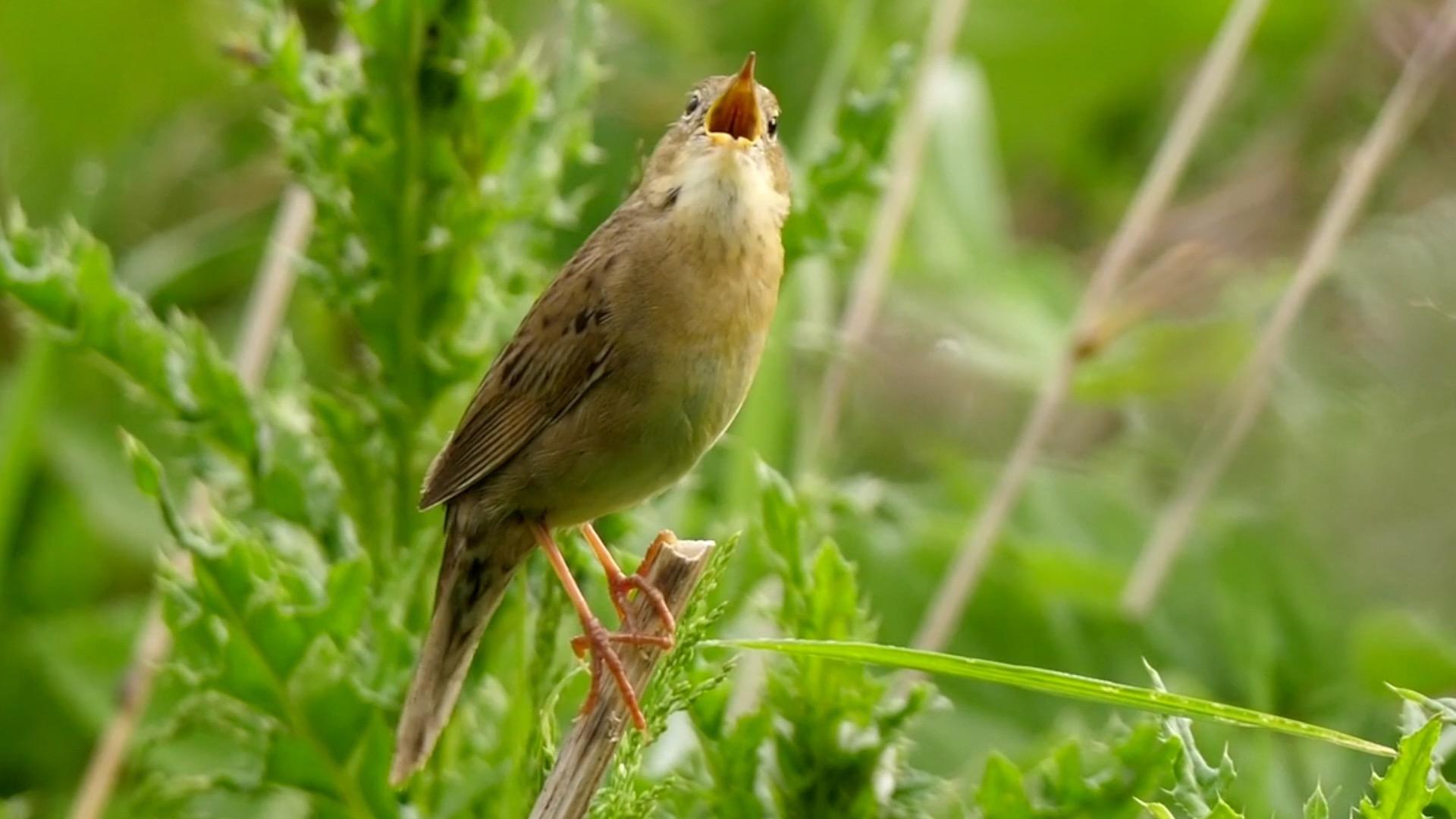让你听听鸲蝗莺充满魔性的叫声鸟叫虫声建议偷偷收藏