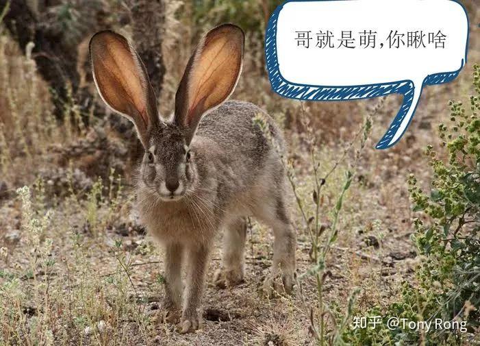家养兔子的英文是rabbit,但澳大利亚的这次灭兔行动针对的却是野兔