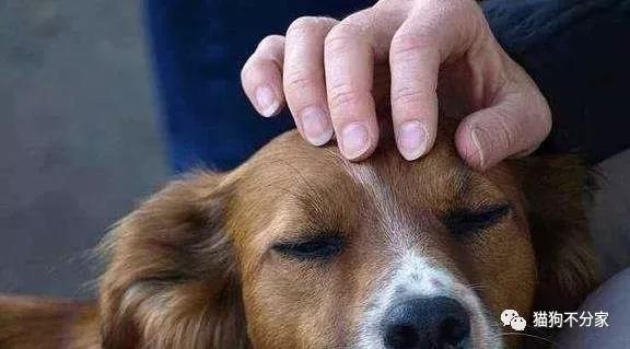 摸狗头对于狗狗来说意味着什么 知乎 摸狗头对于狗狗来说意味着什么 知乎