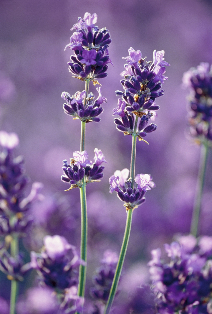 我家猫把花都吃了,会死吗?