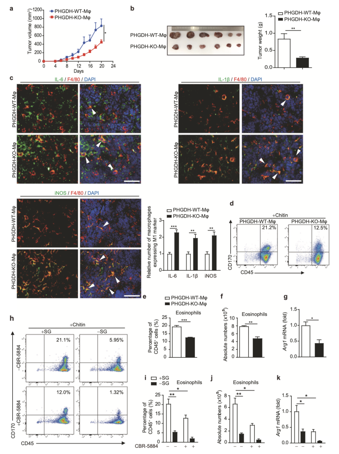 Nature子刊CMI丨丝氨酸代谢对巨噬细胞极化的调控作用 - 知乎