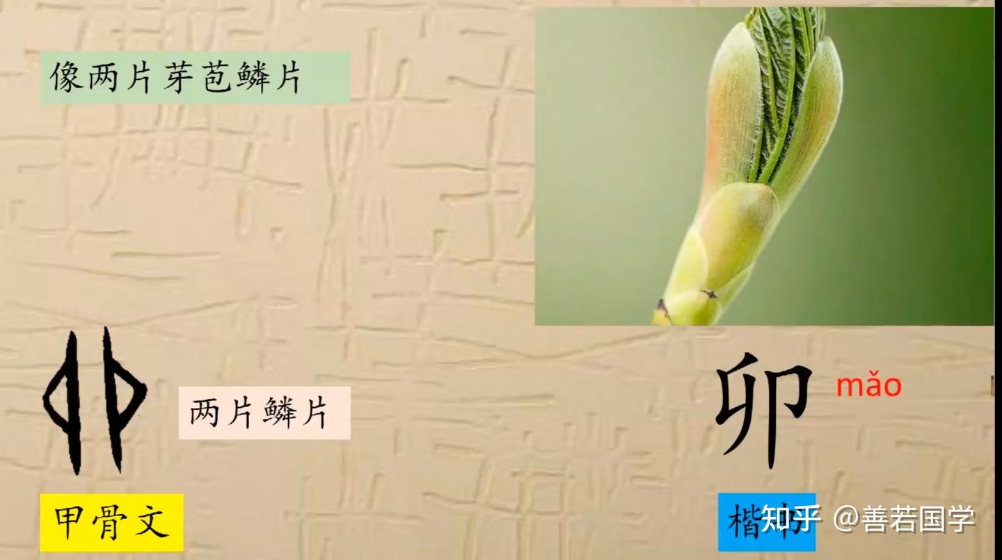 分解十二地支最深刻的解读4(卯) - 知乎
