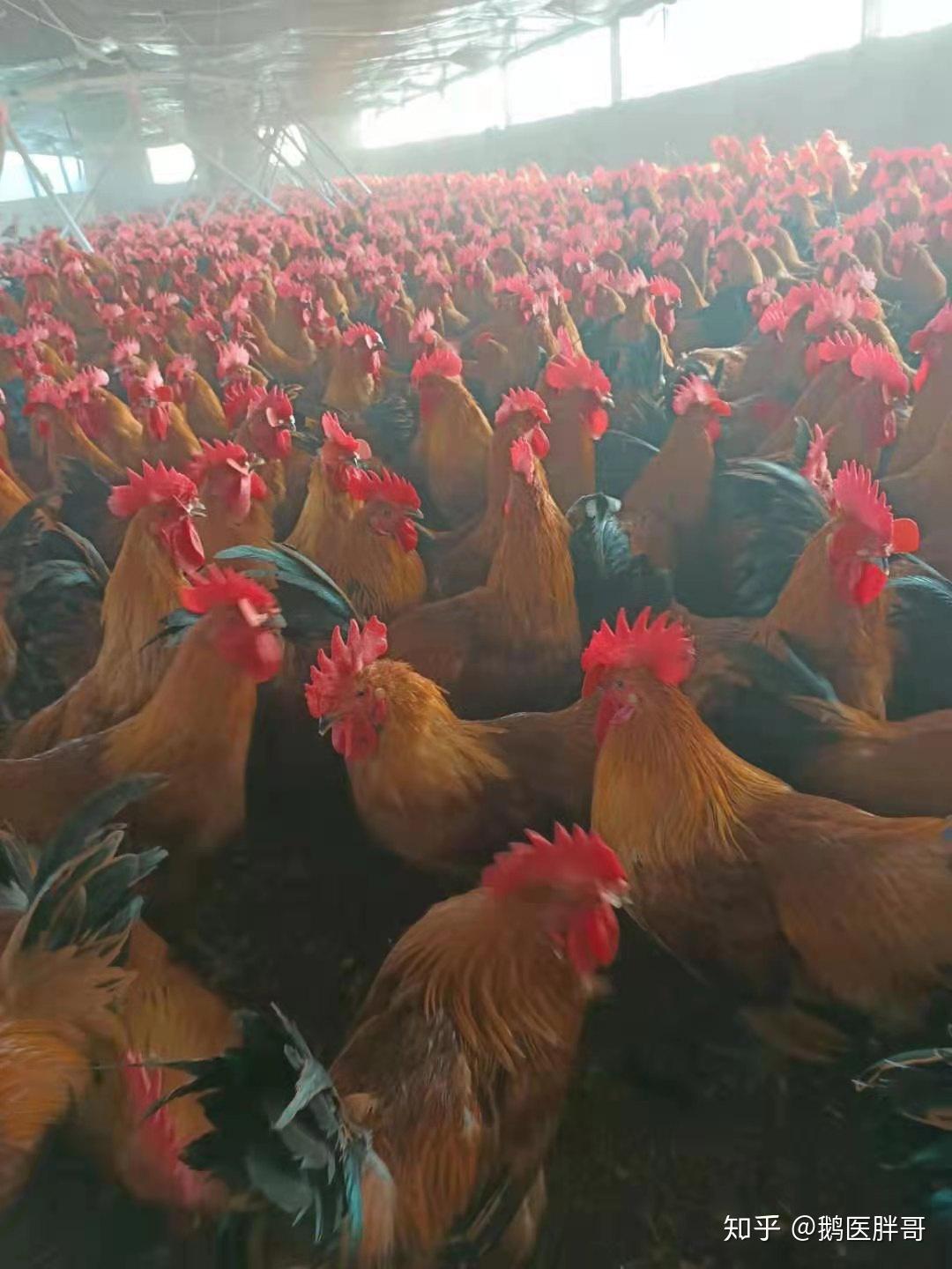 50-120天育成鸡优质引种 60-120日龄育成鸡低价销售 鹤壁 惠民青年鸡养殖中心-食品商务网
