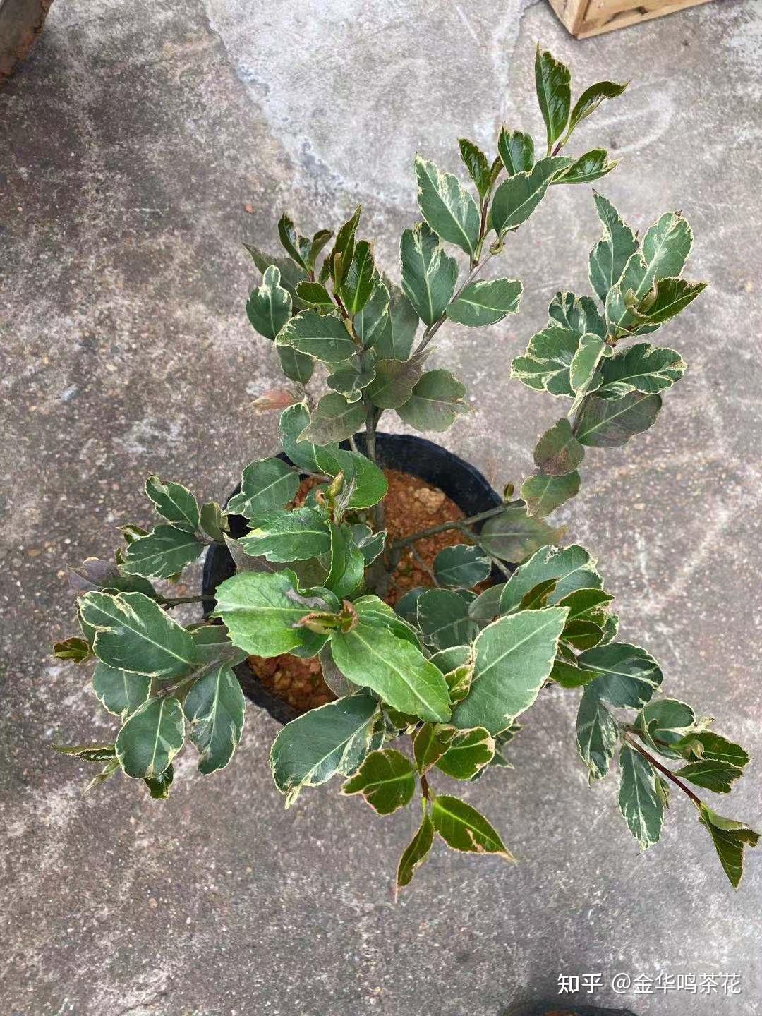 彩叶茶花品种的样子 - 知乎