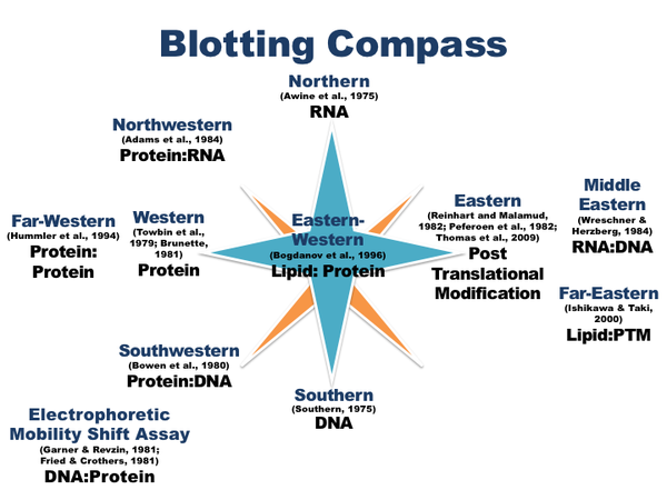 Southern Blotnorthern Blot Western Blot