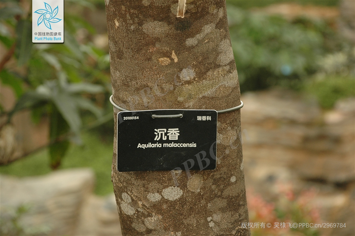 銘「黒香」　羅国　聞香　香木　沈香　香道　奇南　伽南　沉香 世界最贵的沉香，日本叫“伽罗”，中国叫“奇楠”！_香木
