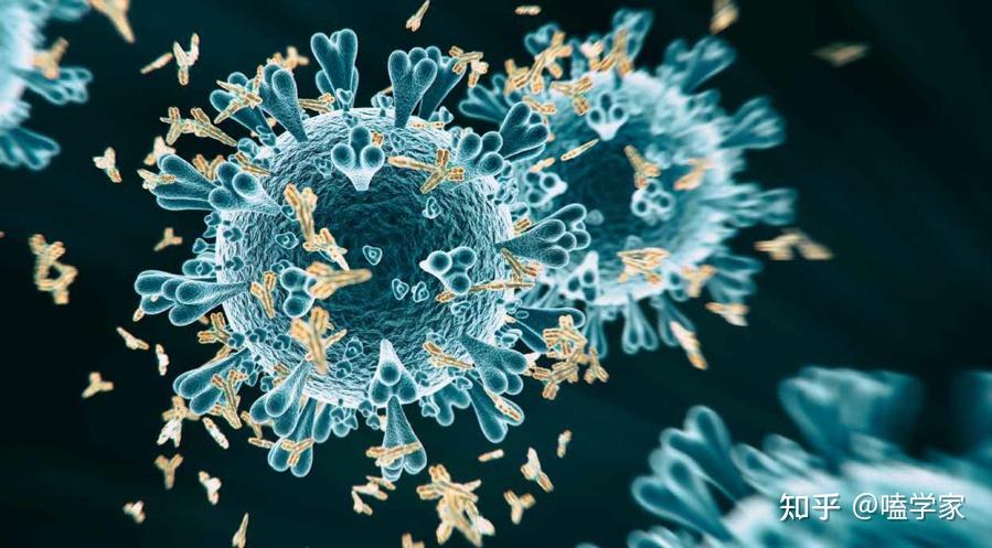 「刺突」是指什么, 科学家们研制其蛋白结构有哪些作用与意义? - 知乎