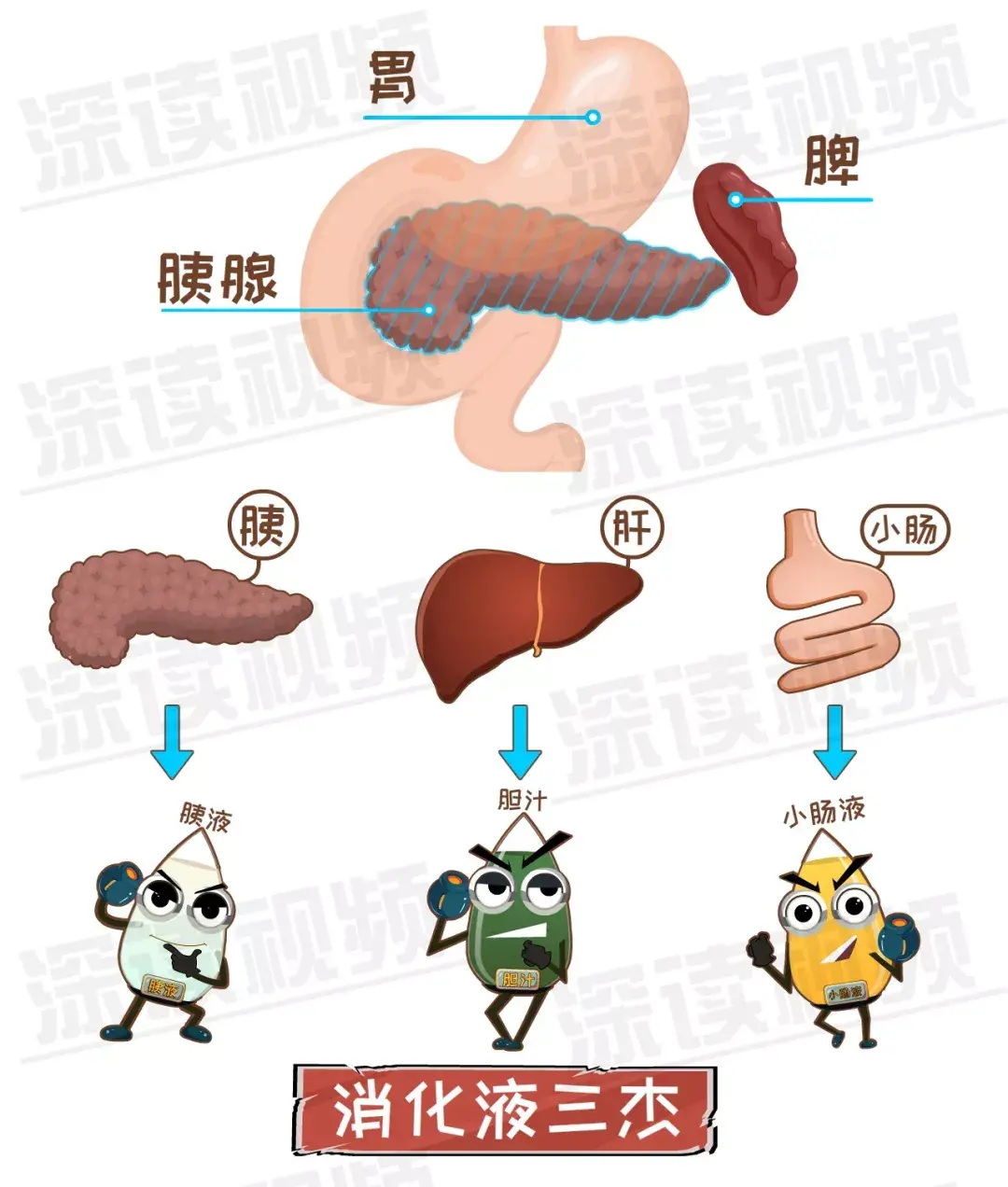 胰腺为啥发炎致死腹痛背后真相是啥胰腺炎发病机制动漫版