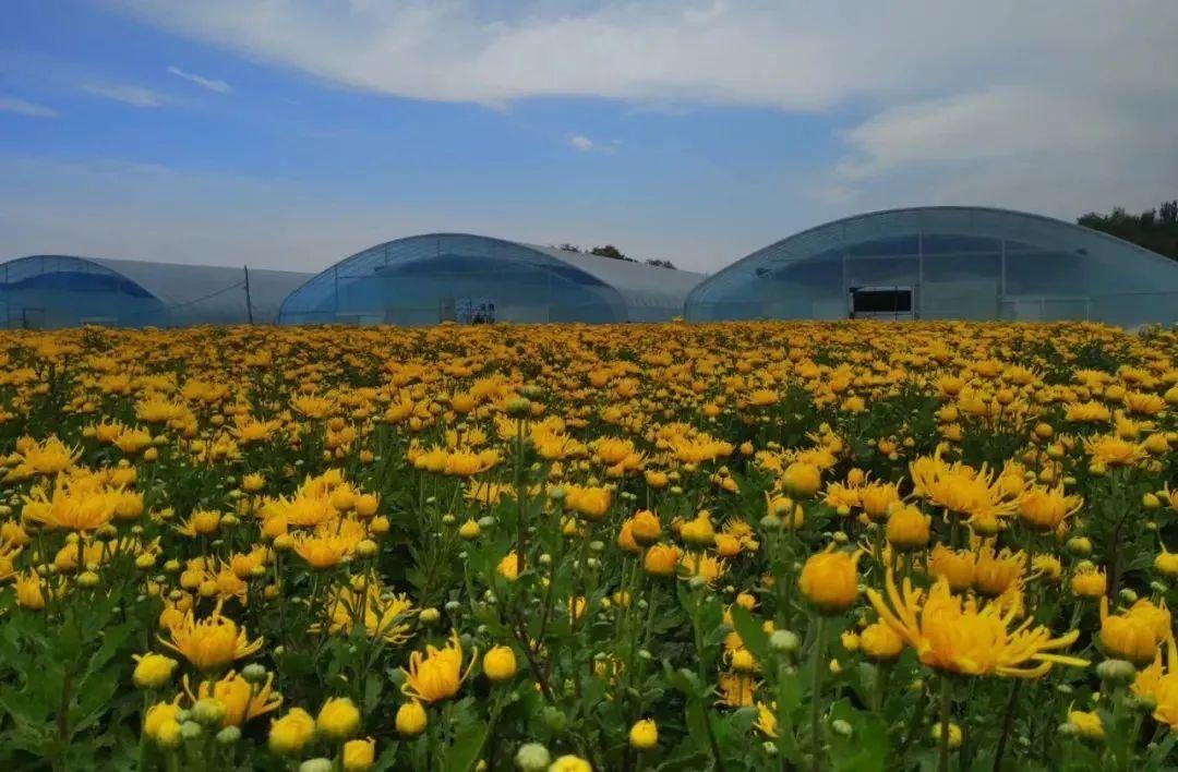 醉美花村 不负韶华