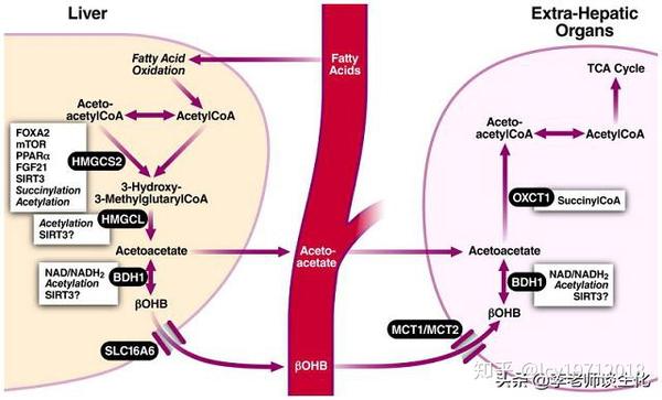 酮体代谢及酮体的多种生理功能 知乎