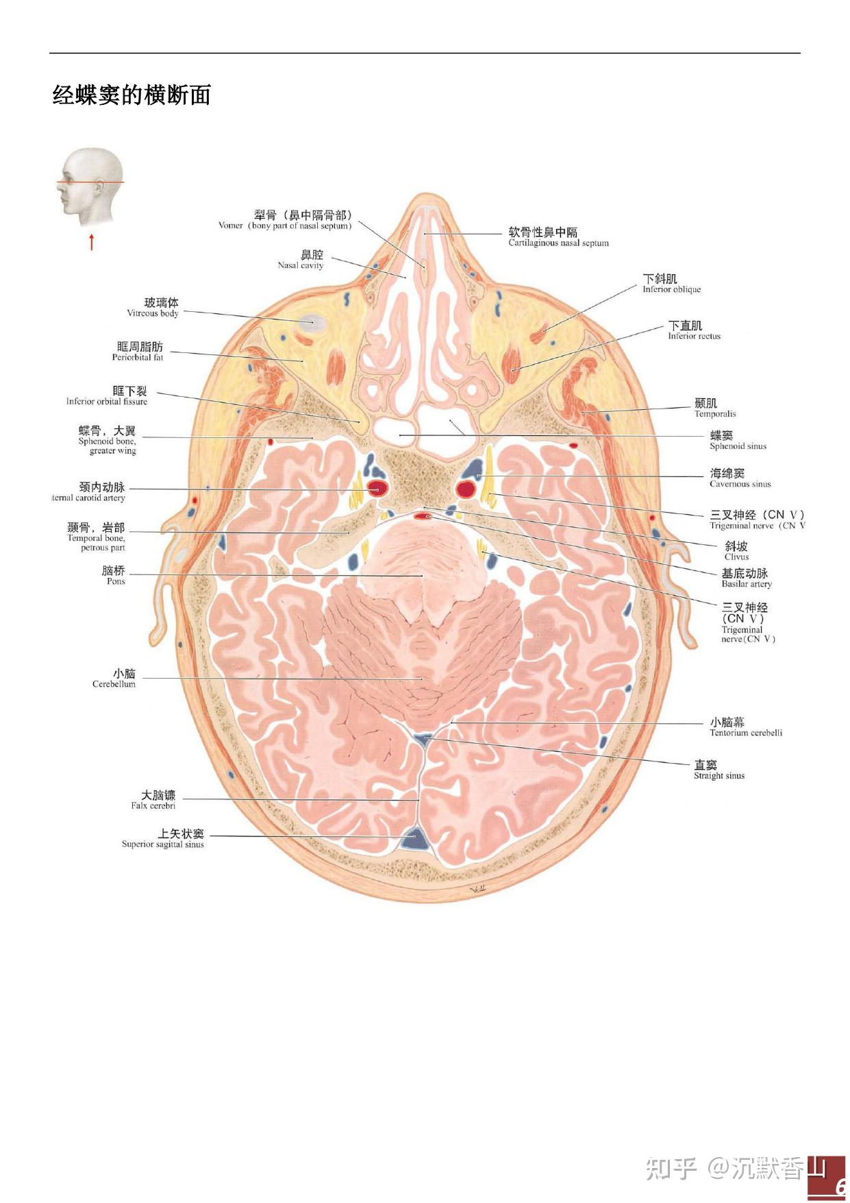 口腔颌面部断面解剖思维导图 - 知乎