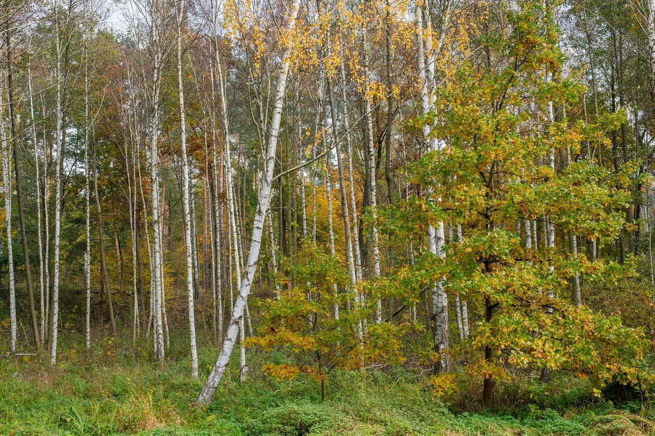 5. 森小附近房价涨