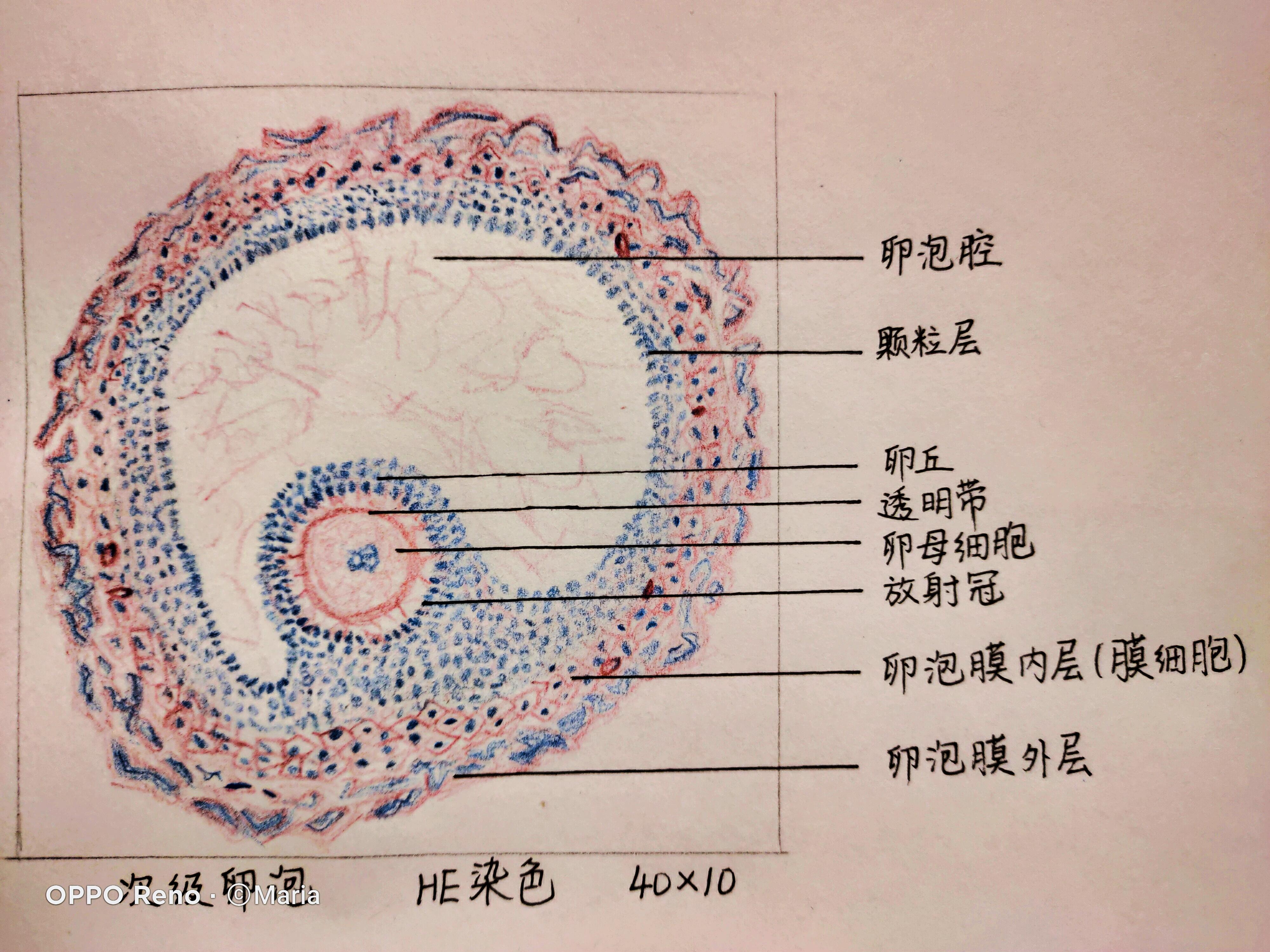 医学生组胚实验手绘图红蓝铅笔已出成绩满分