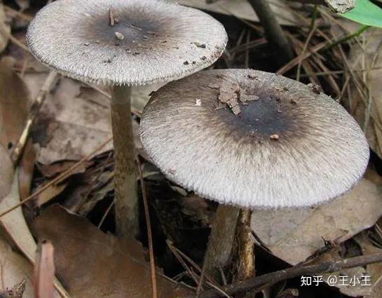 鹅膏菌有能吃的吗？ - 知乎