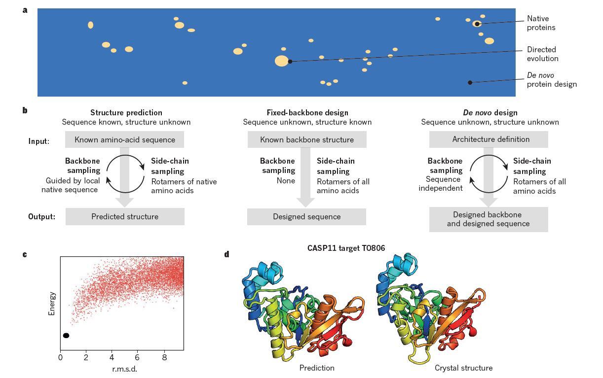 De Novo Protein Design 从头蛋白质设计时代的到来 - 知乎