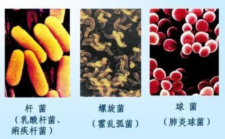 科普讲堂 | 让我们和各种微生物再次认识一下 - 知乎