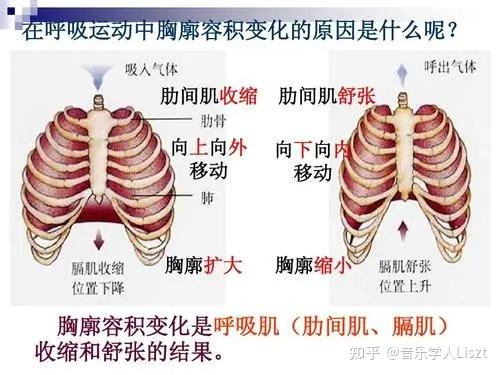 声乐中横膈膜应该怎么用力