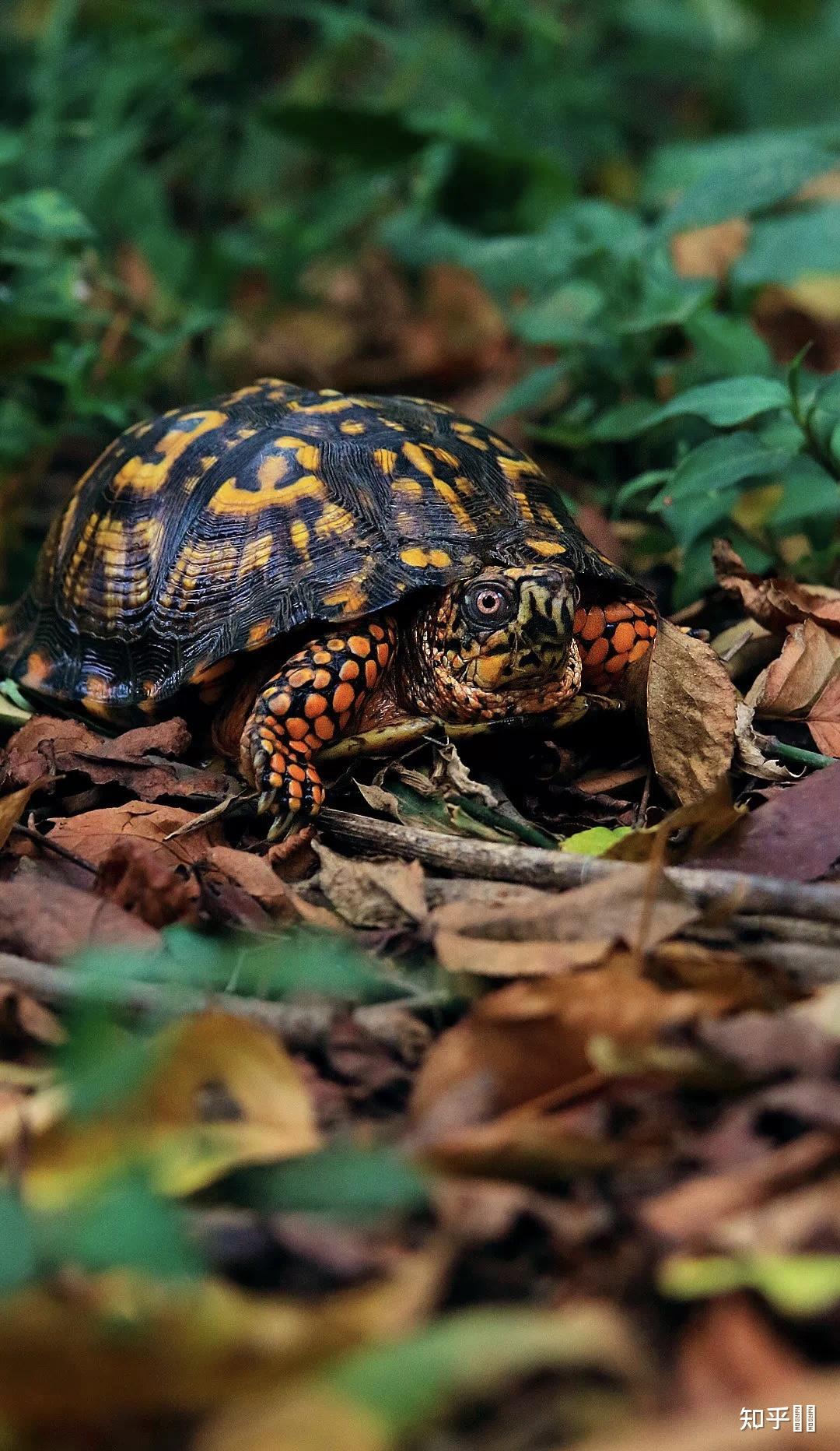 有哪些好看的乌龟照片? - 知乎