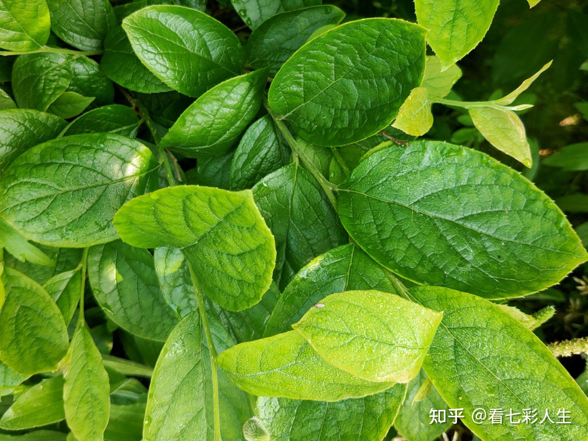 白檀阔倒卵形,椭圆状倒卵形或卵形的叶片膜质或薄纸质.