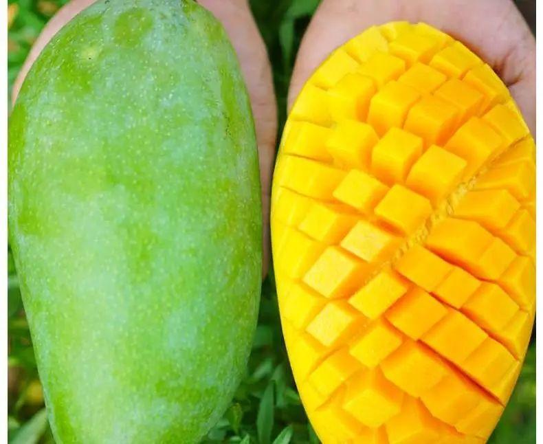 广西百色大青芒499元包邮送到家个大饱满肉厚多汁