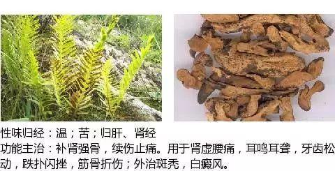 500余种中草药图  第302张