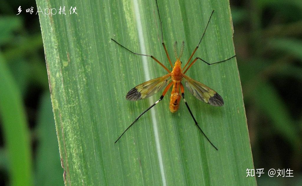 云南十八怪三只蚊子一盘菜这蚊子到底是啥