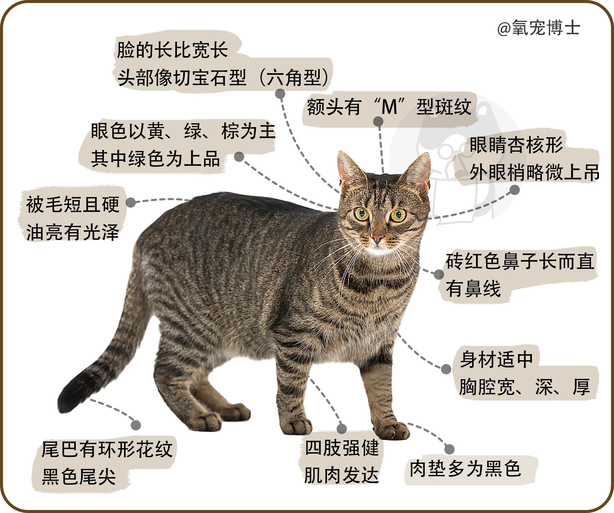 狸花猫各个年龄图片图片