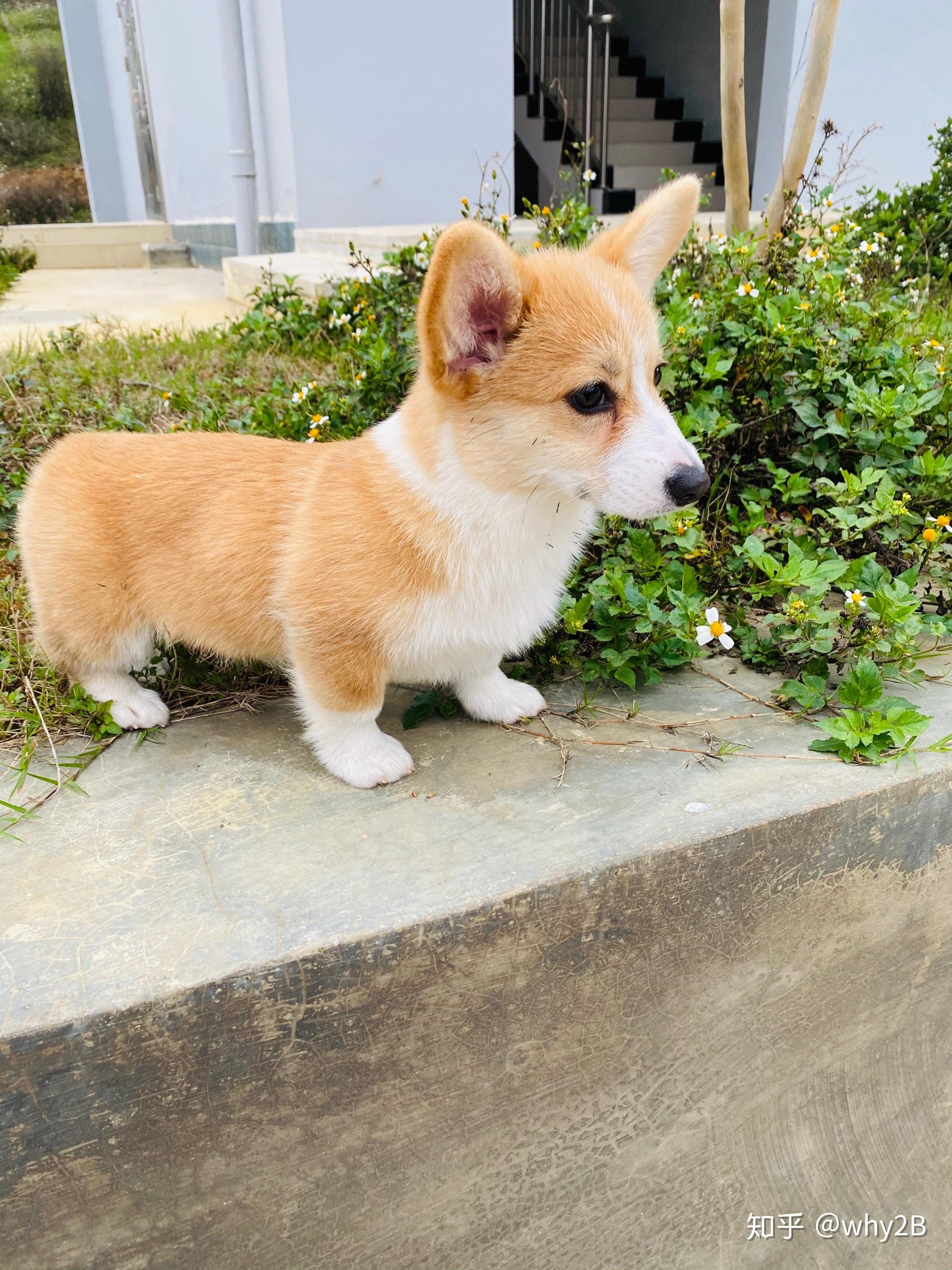 一只柯基幼犬多少钱