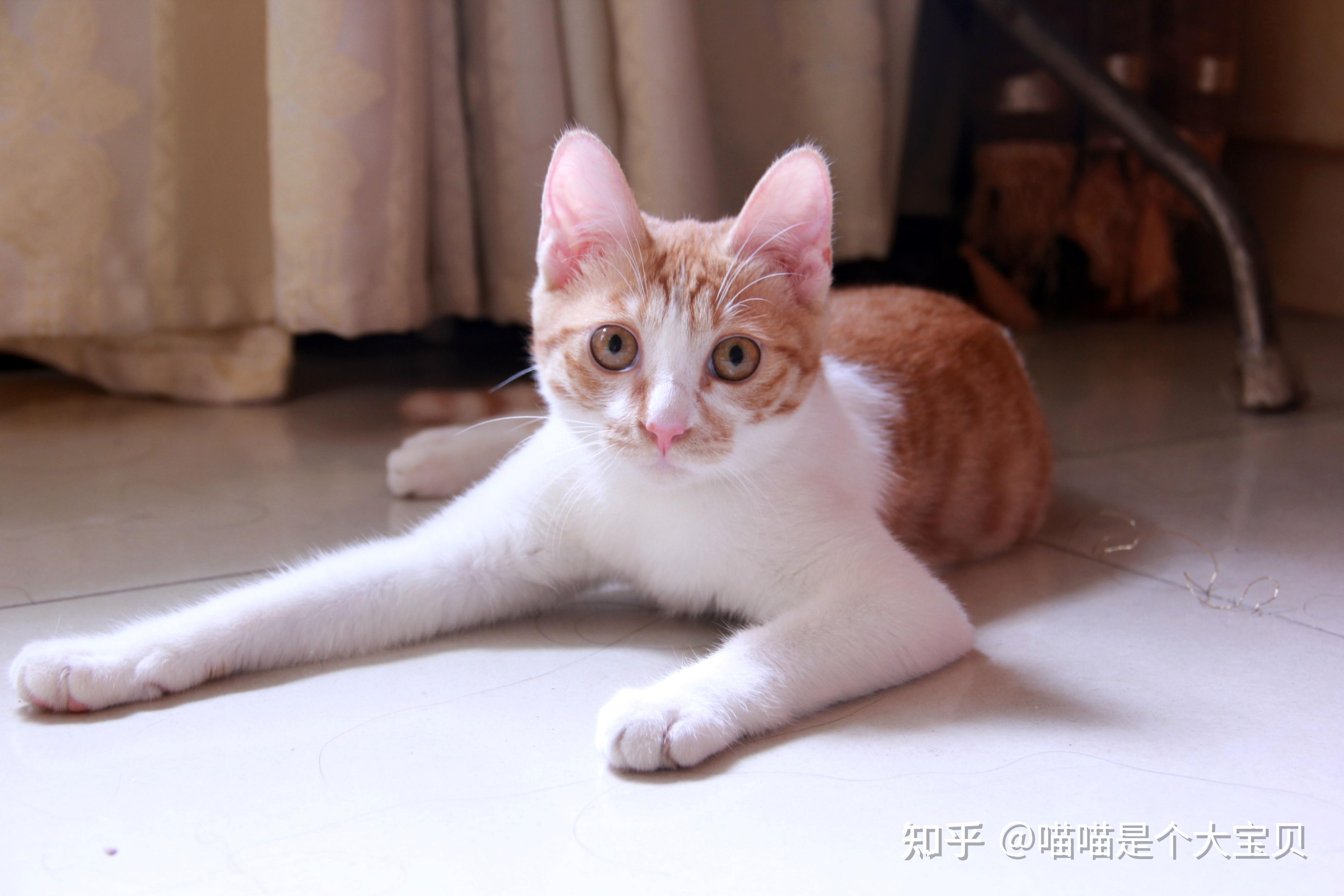 关于猫咪“性”的冷知识,你了解多少? - 知乎