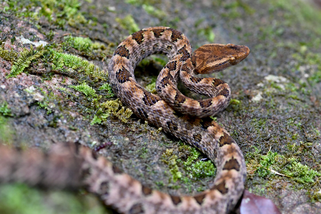 蛇的颜值可以高到什么程度