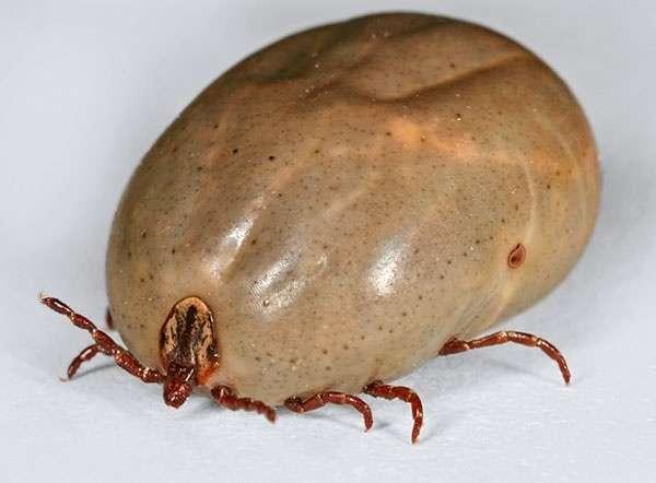 蜱虫狗豆子平时在草里吃什么