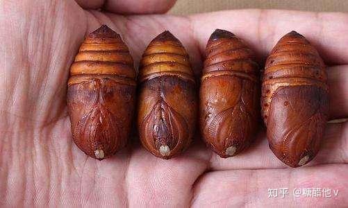 目前市面上用于做蚕丝被的蚕茧有桑蚕茧和柞蚕茧两种,其他品种产量很