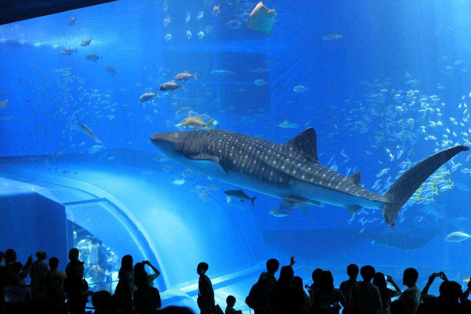 哪个水族馆有大白鲨?