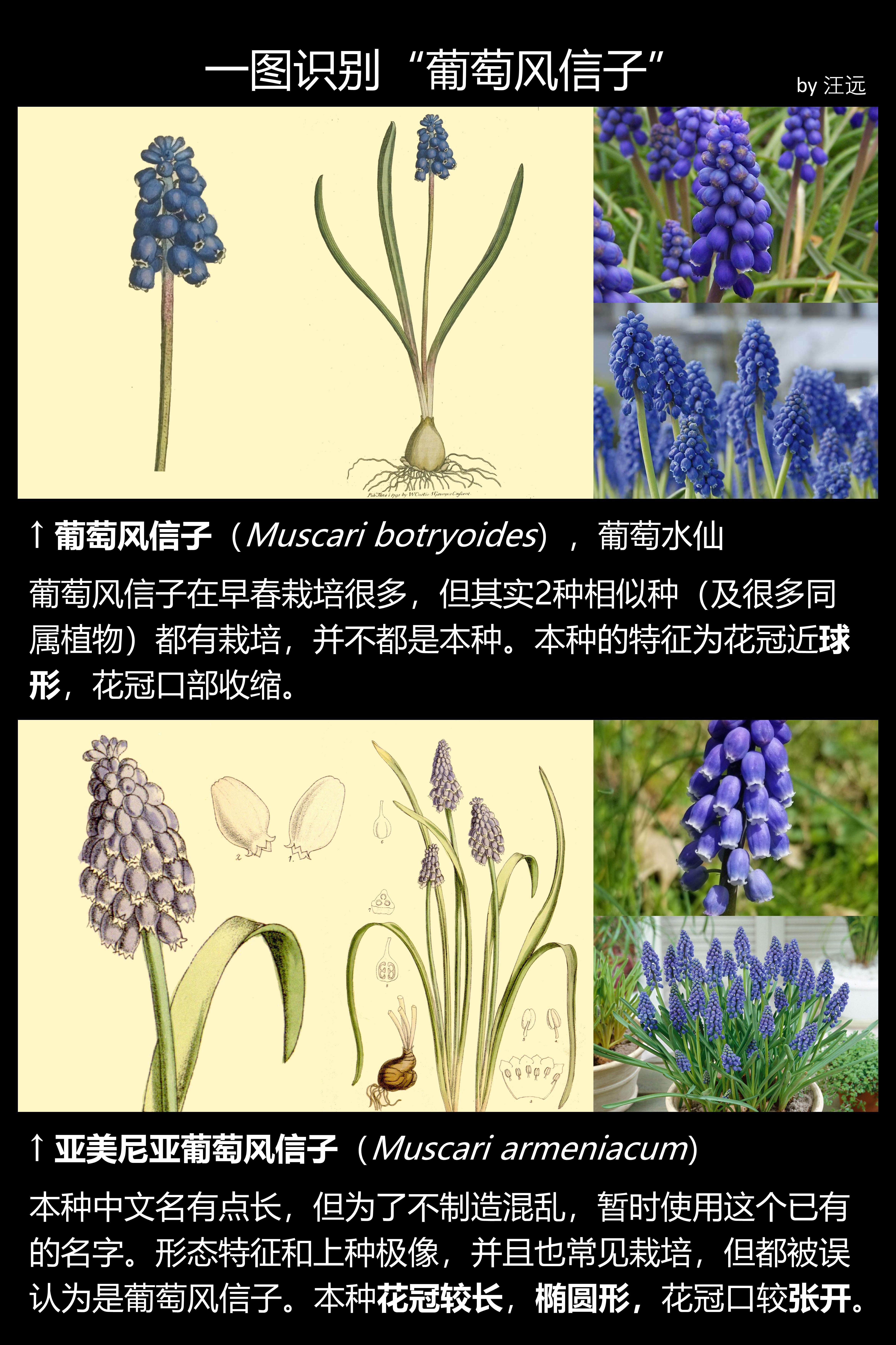 一图识别葡萄风信子