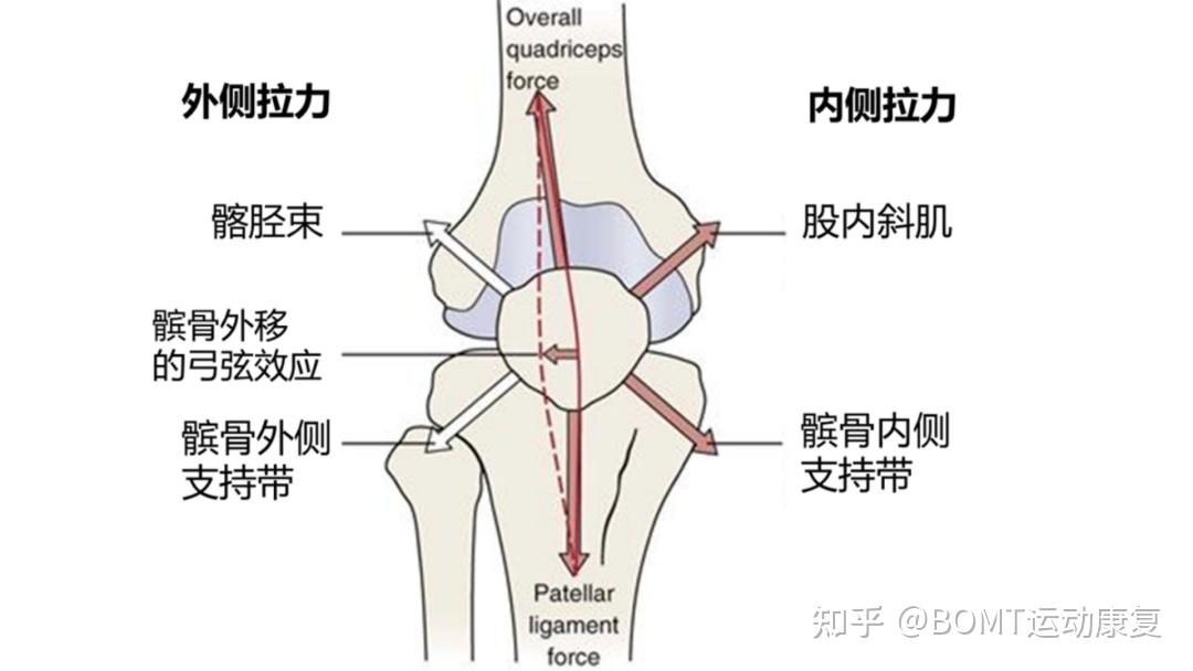 膝盖脂肪垫图片图解图片