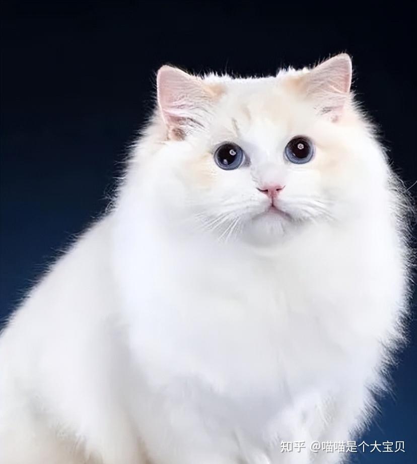 布偶猫花色大全，很多人都不清楚- 知乎