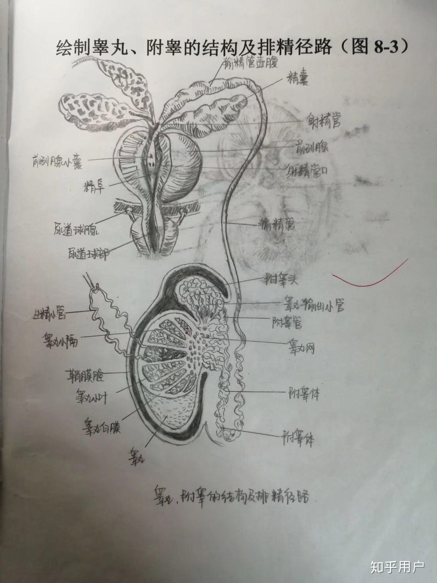 本人现在是一名大一的医学生想问一下画好系解的图