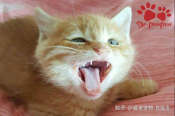 猫张着嘴呼吸是怎么回事 知乎