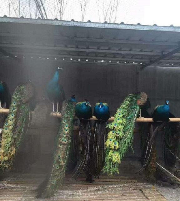 蓝孔雀的养殖技术孔雀苗多少钱？ - 知乎